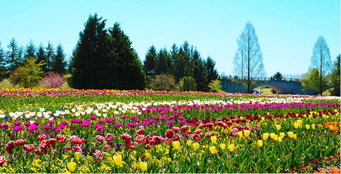 大好評オトクな回数券キャンペーン 日本国内全路線適用 土日祝も使える Spring Japan